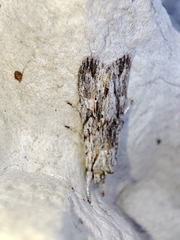 Lithophane leautieri