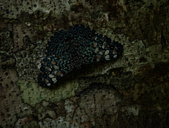 Hamadryas