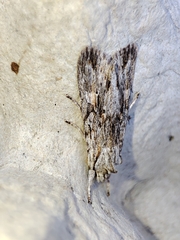 Lithophane leautieri