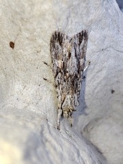 Lithophane leautieri