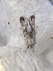 Lithophane leautieri