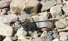 Gomphurus ozarkensis