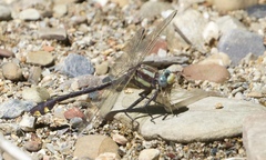 Gomphurus ozarkensis