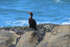 Phalacrocorax neglectus