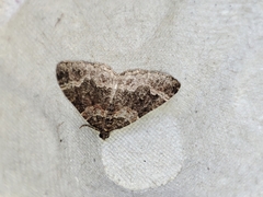 Catarhoe basochesiata