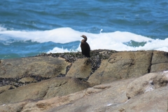 Phalacrocorax neglectus
