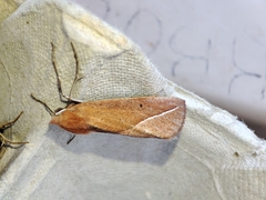 Compsoptera opacaria