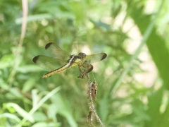 Libellula flavida