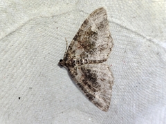 Catarhoe basochesiata