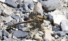 Gomphurus ozarkensis