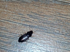 Harpalinae