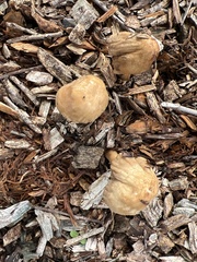 Agrocybe putaminum
