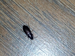 Harpalinae