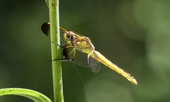 Libellula flavida