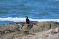 Phalacrocorax neglectus