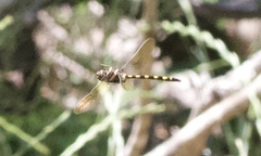 Macromia pacifica