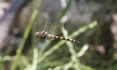 Macromia pacifica