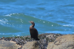 Phalacrocorax neglectus