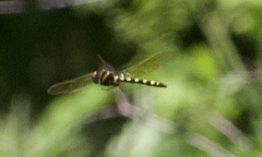 Macromia pacifica