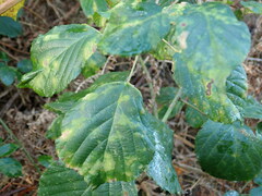 Epitrimerus gibbosus