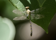 Stylogomphus sigmastylus