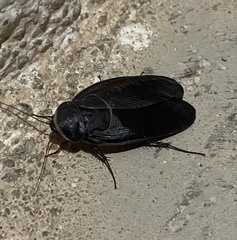 Polyphaga aegyptiaca