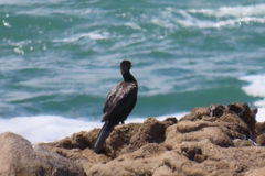 Phalacrocorax neglectus
