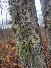 Usnea mutabilis