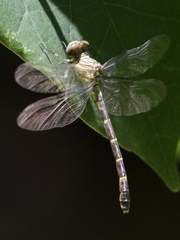 Stylogomphus sigmastylus