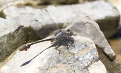 Gomphurus ozarkensis