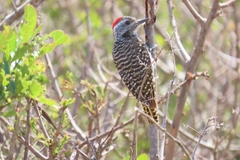 Chloropicus fuscescens