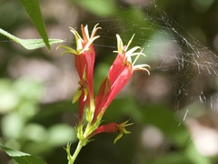 Spigelia marilandica