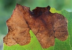 Heterarthrus ochropoda