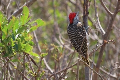 Chloropicus fuscescens