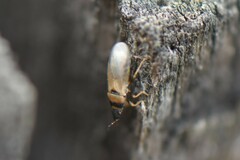 Oxycarenus pallens