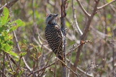 Chloropicus fuscescens