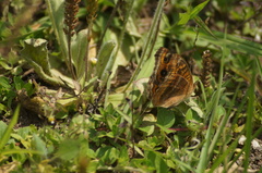 Junonia evarete
