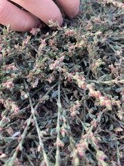 Polygonum arenastrum