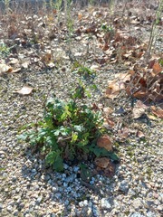 Sixalix atropurpurea