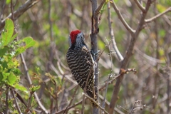 Chloropicus fuscescens