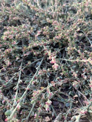 Polygonum arenastrum