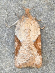 Acleris stadiana
