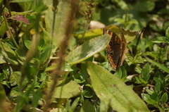 Junonia evarete