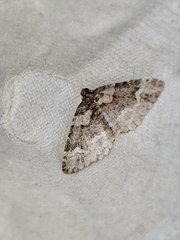 Catarhoe basochesiata