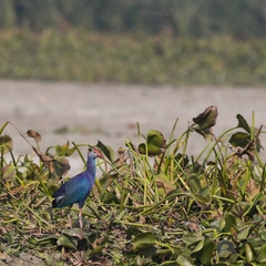 Porphyrio poliocephalus