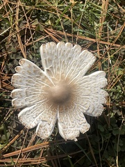 Verrucosporaceae