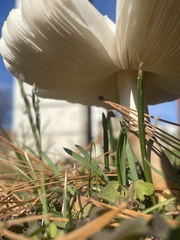 Verrucosporaceae