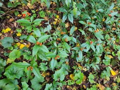 Sarcandra glabra