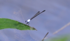 Agriocnemis femina oryzae