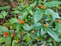 Sarcandra glabra